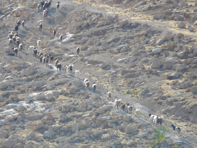 Goats climbing the hills of Bethany (rw)