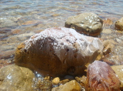 Salt encrusted rocks in the Dead Sea (sy)