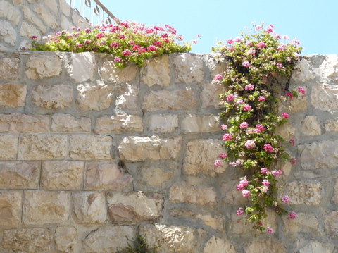 Some of the beautiful flowers at Peter of Galicantu (rw)