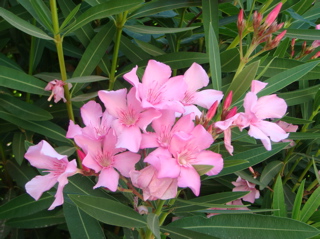 Beautiful flowers at Peter of Galicantu (hs)