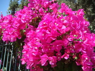 Beautiful flowers at Peter of Galicantu (hs)