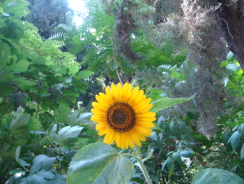 Flower at St. Mary Magdalene Convent (hs)