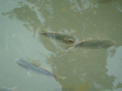 Fish in the River Jordan (hs)