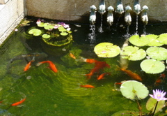 Lily Pond with goldfish at Church of the Heptapegon (rw)