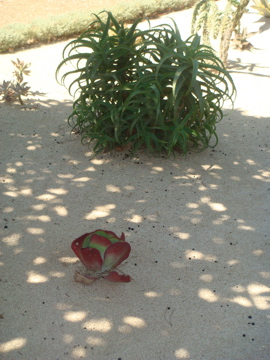 Succulent in the cactus garden at the Baha'i Shrine of the Bab in Haifa (hs)