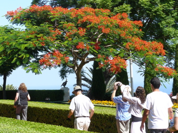 Beautiful mimosa tree at the Baha'i Shrine of the Bab in Haifa (rw)