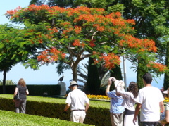 Beautiful mimosa tree at the Baha'i Shrine of the Bab in Haifa (rw)