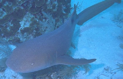 Nurse Shark incoming!