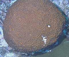 Brain Coral at night