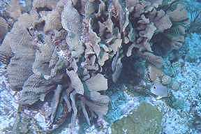 Cabbage Coral