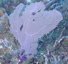 Purple Fan Coral