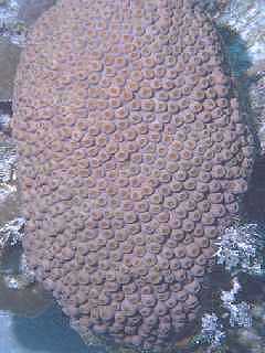 Exposed polyps on Coral at night