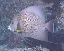 French Angel Fish