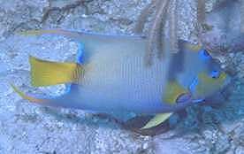 Queen Angel Fish