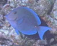 Blue Tang