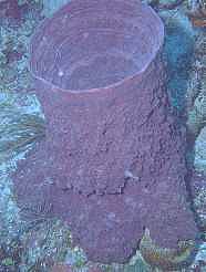 Barrel Sponge