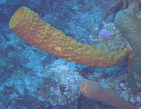 Yellow tubular horn sponge