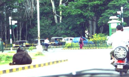 Street scene with Cow and Scooter